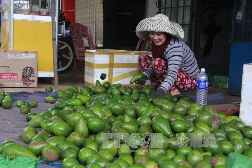 Bơ Đắk Lắk trúng mùa được giá 